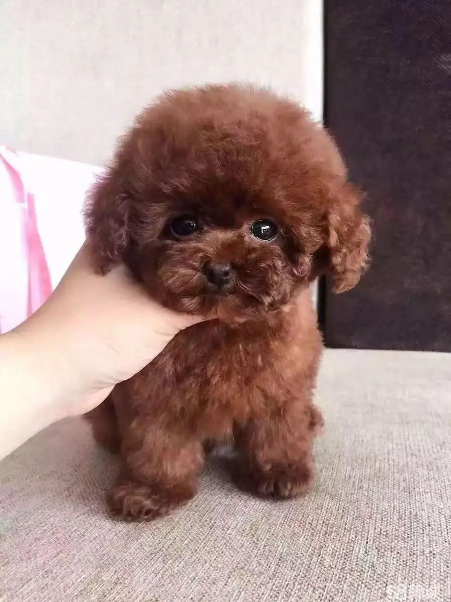 泰迪狗有多大(大型泰迪犬的价格)