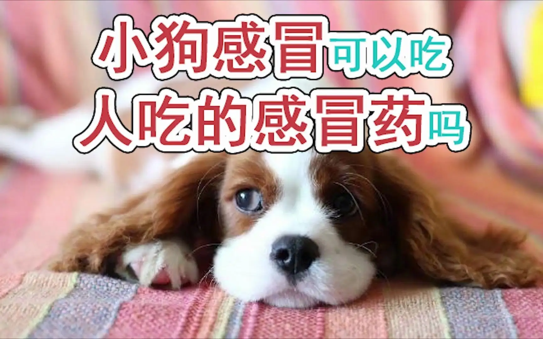 感冒药狗狗可以吃吗(狗狗可以吃感冒胶囊吗?)