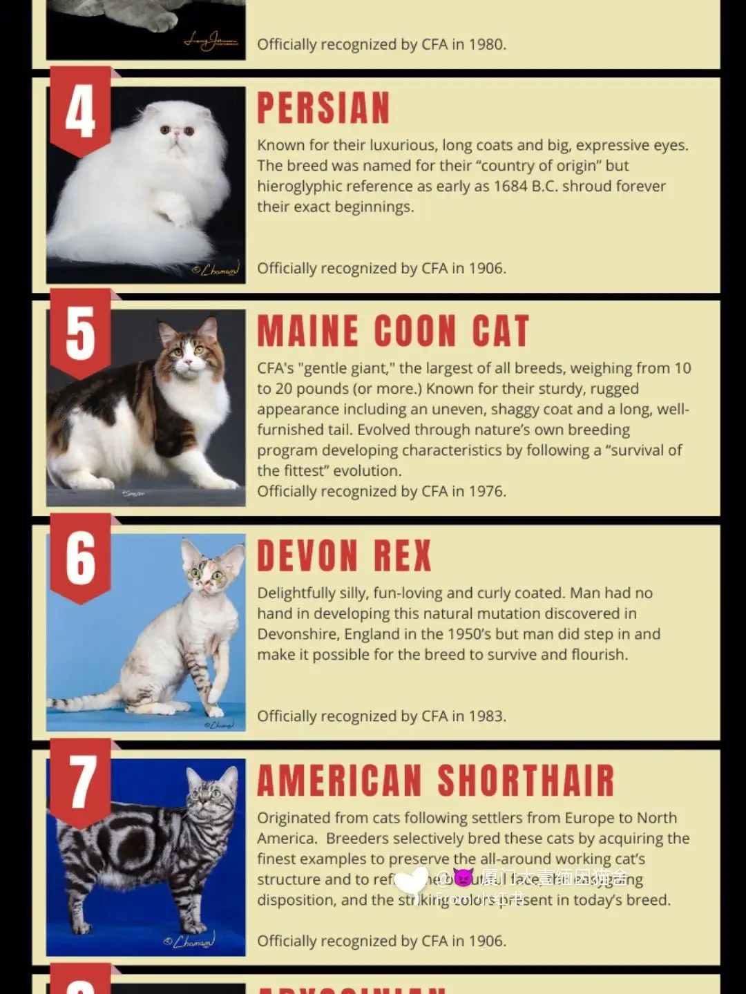 纯种缅因猫要多少钱一只(纯种缅因猫要多少钱一只幼崽)