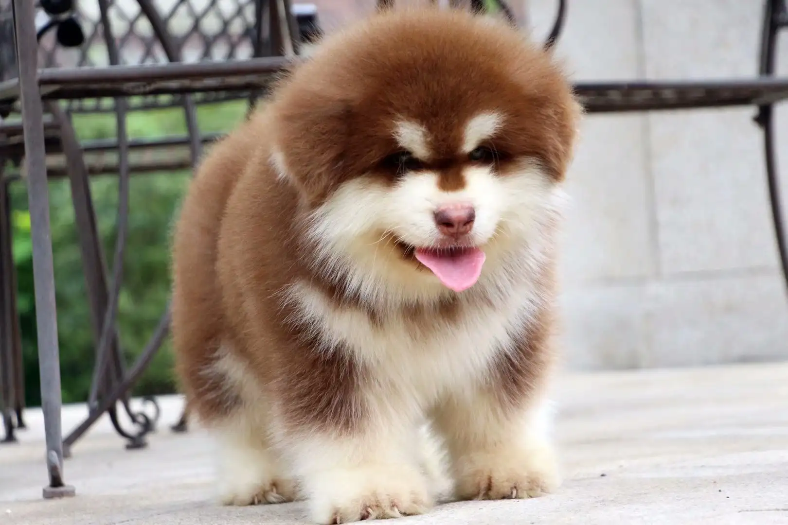 哪里有卖阿拉斯加幼犬(哪里有卖阿拉斯加幼犬的狗)
