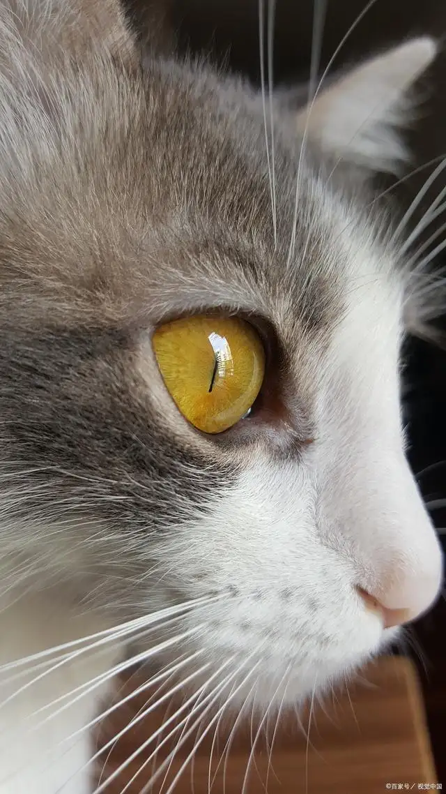 猫咪的眼睛为什么会发光(猫咪的眼睛为什么会发光呢在黑暗处为什么会发光呢)