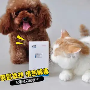 感冒药狗狗可以吃吗(狗狗可以吃感冒胶囊吗?)