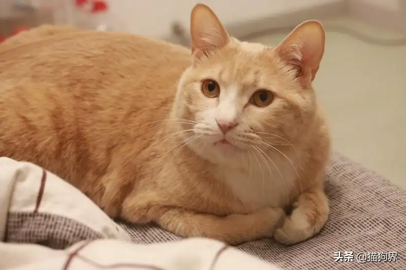 猫咪适合养几只(猫咪适合养几只猫)