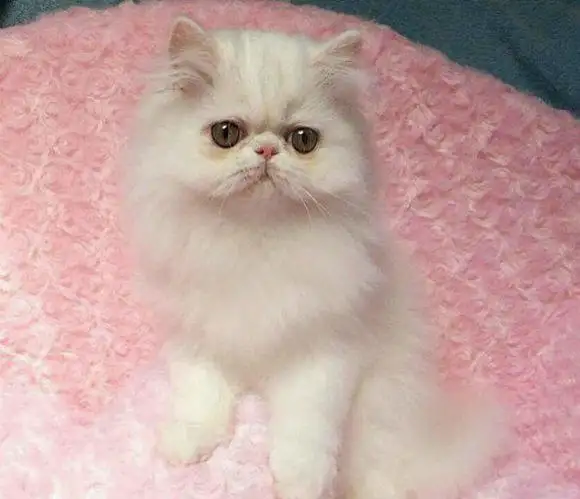 波斯猫幼猫价格是多少(纯种波斯猫幼犬多少钱一只)