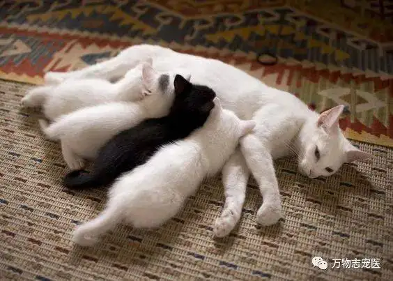 猫咪的孕期是多久(猫咪的孕期一般是多久)