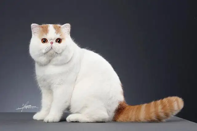 哪个品种的小猫好养(哪个品种的小猫好养一点)