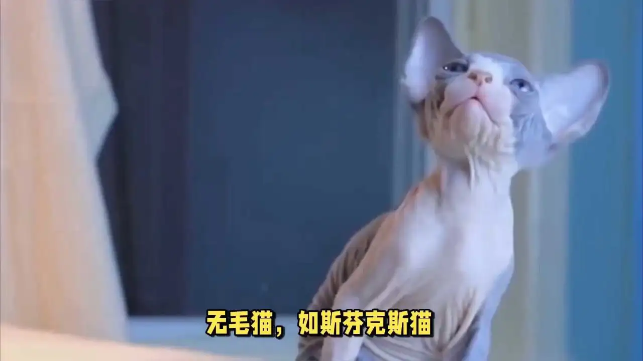 猫的寿命是多少岁(猫的寿命一般是多少岁)