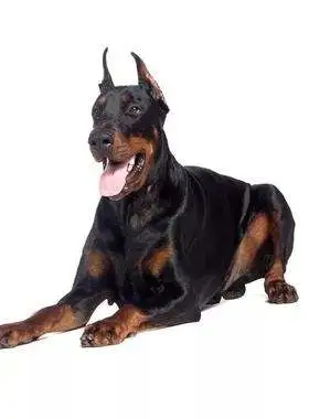 出售杜宾犬多少钱(出售杜宾犬多少钱一个)