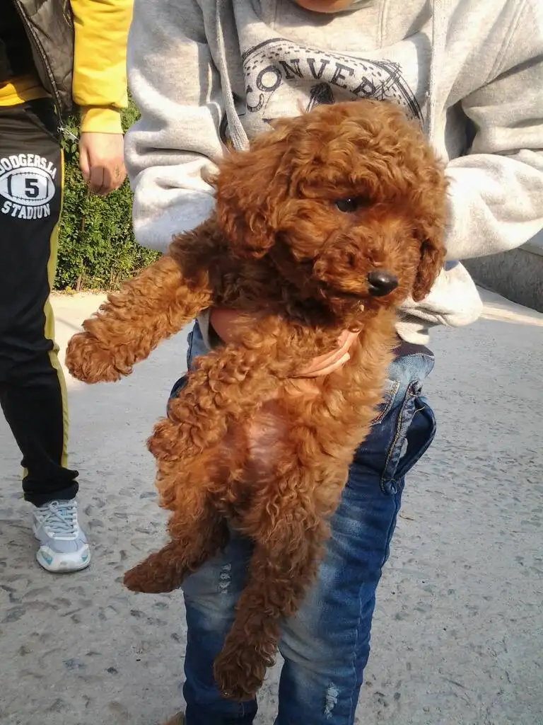 泰迪狗有多大(大型泰迪犬的价格)