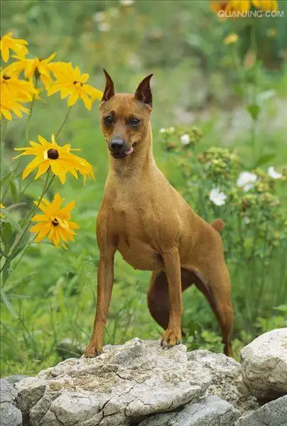 迷你杜宾血统(迷你杜宾犬犬舍)