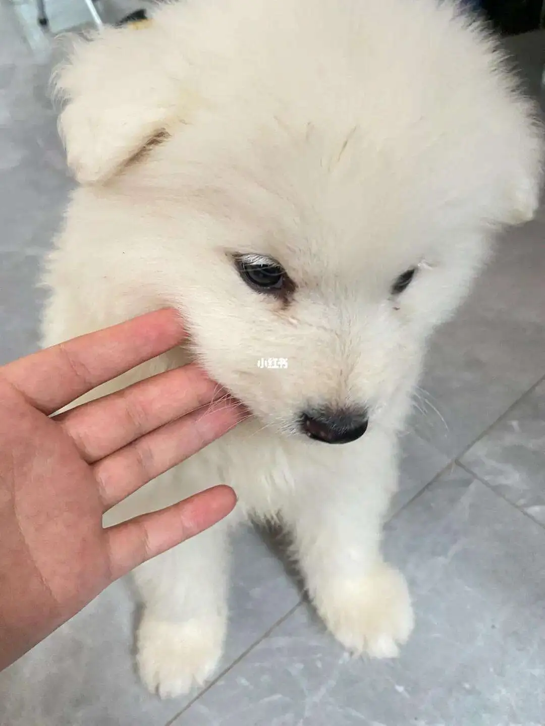 新手养萨摩耶合适吗(新手适不适合养萨摩耶)