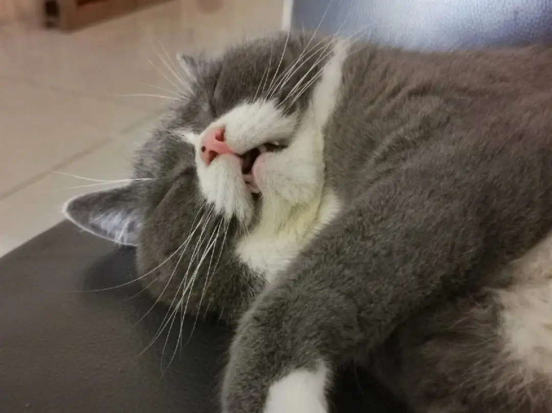 猫咪喜欢闻主人的嘴巴(猫主动爬你身上说明了什么)