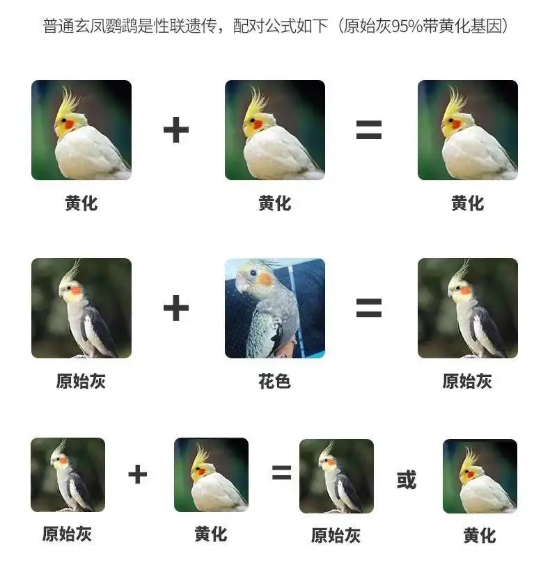 鹦鹉怎么养呀(鹦鹉怎么养视频教程)