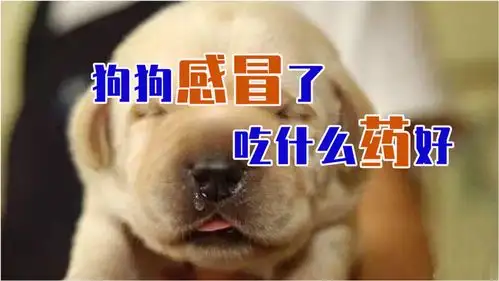 狗发热吃什么(狗发烧吃什么食物)