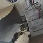 猫猫六七个月不小心怀孕(猫猫7个月怀孕会有什么影响)