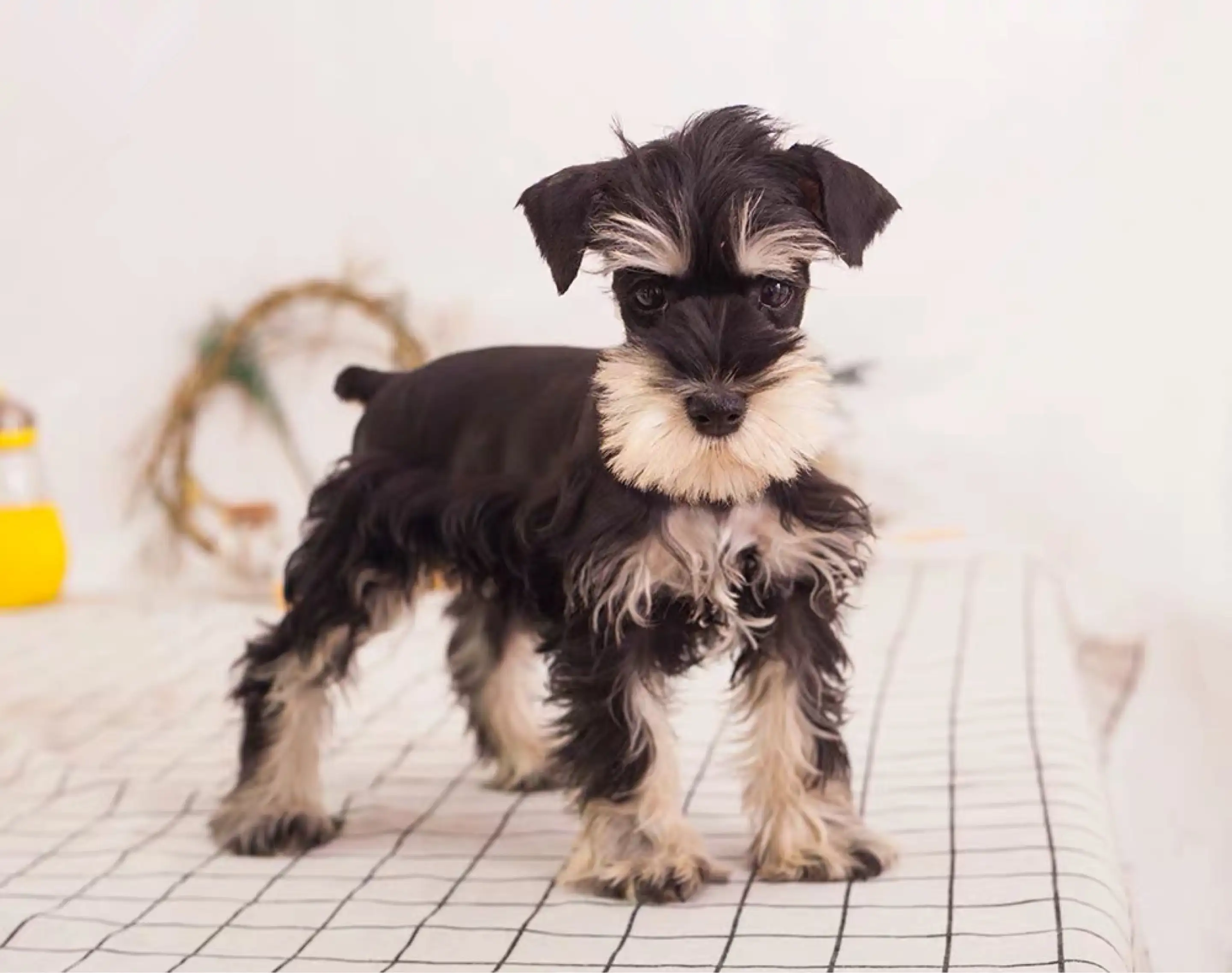 卖雪纳瑞的犬舍(卖雪纳瑞的犬舍好吗)