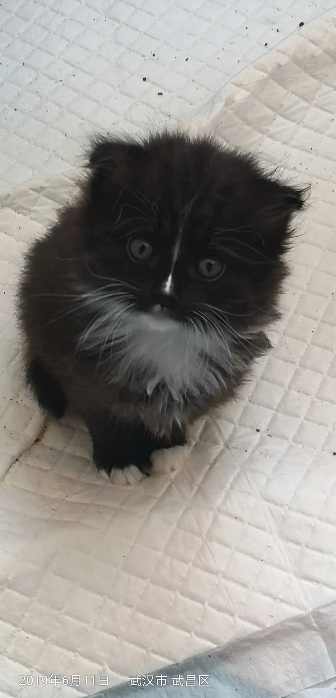布偶猫眼角黑色(布偶猫眼角黑色怎么回事)