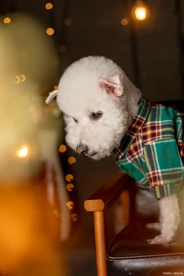 聪明的小型犬排名(最聪明小型犬品种大全)