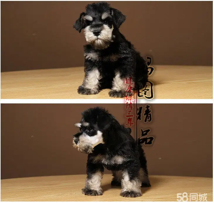 卖雪纳瑞的犬舍(卖雪纳瑞的犬舍好吗)