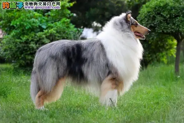苏格兰牧羊犬售价(苏格兰牧羊犬品种大全)