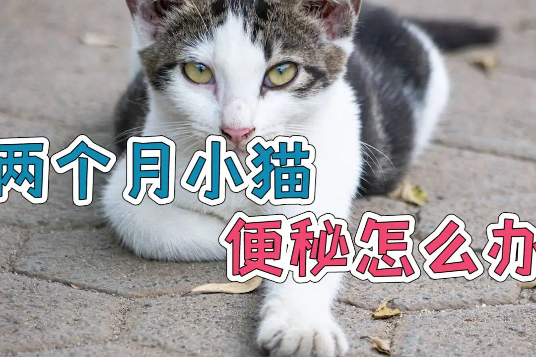 小猫怎么通便(小猫怎么通便最快)