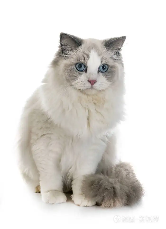白色宠物猫品种(白色宠物猫品种有哪些)