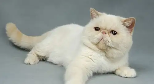 猫适合养什么品种(猫适合养什么品种的狗)