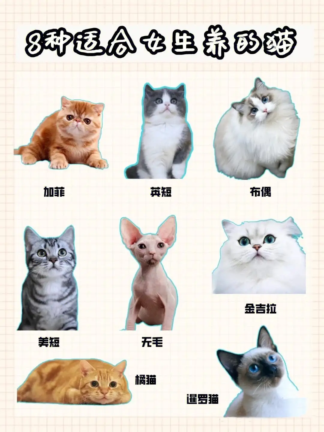 猫的品种如何分别(猫的品种好坏怎么看)