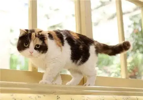 公猫聪明还是母猫聪明(公猫聪明还是母猫聪明一点)