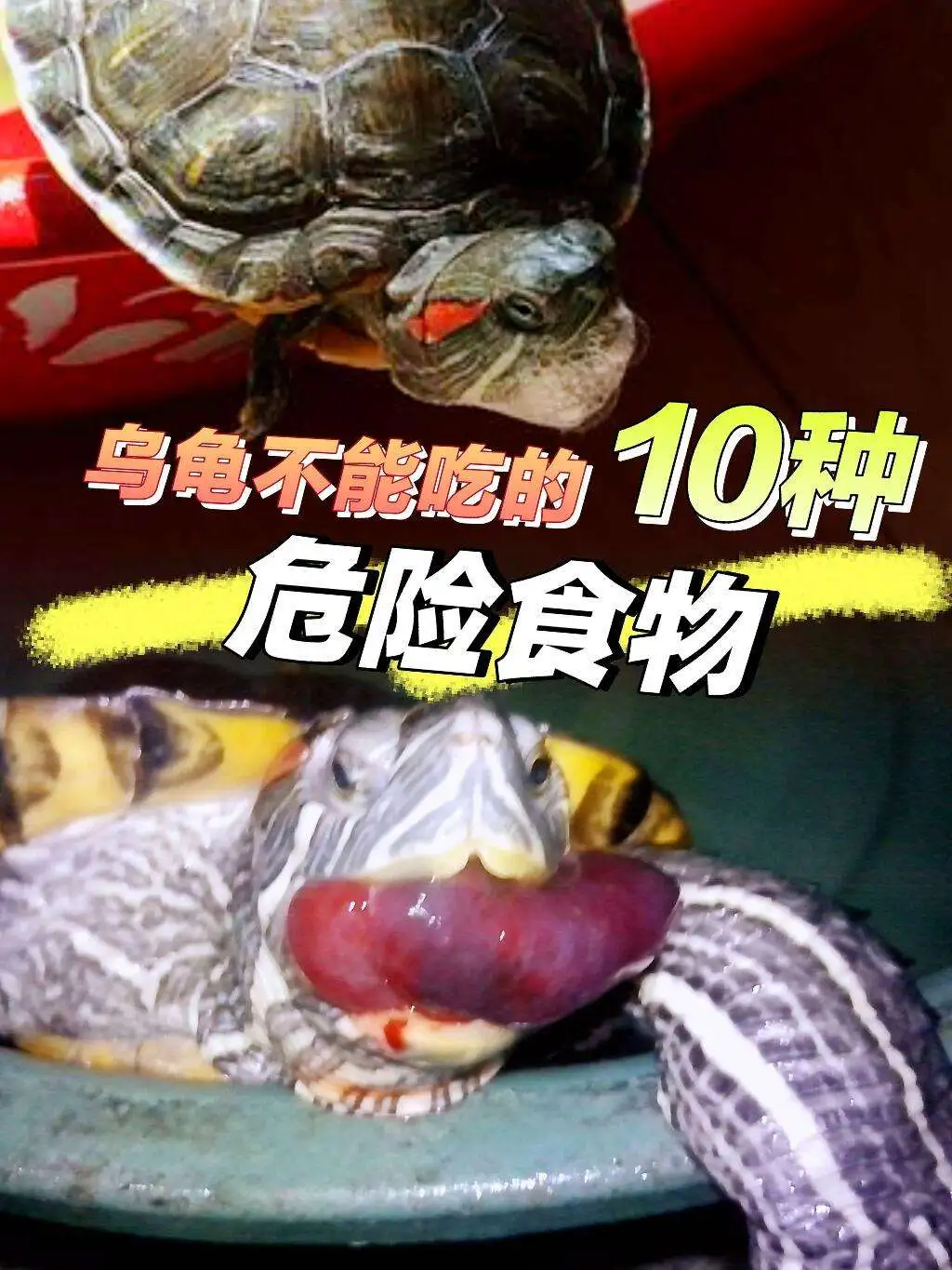 河龟吃什么食物(河龟吃什么食物长大)