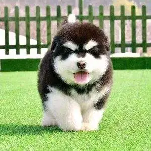 熊型犬(熊型犬名字)