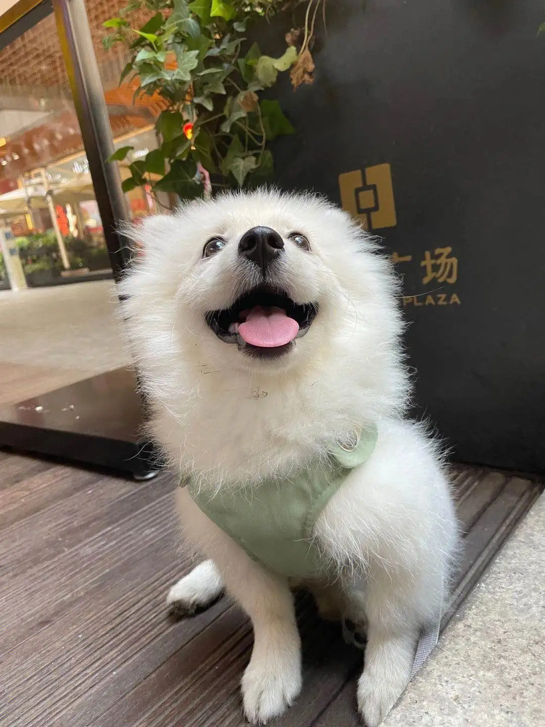 博美和萨摩耶可以一起养吗(博美和萨摩耶可以一起养吗图片)