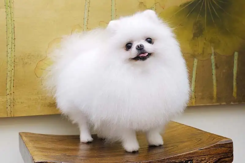 什么狗好养小型犬(什么狗最好养小型犬)