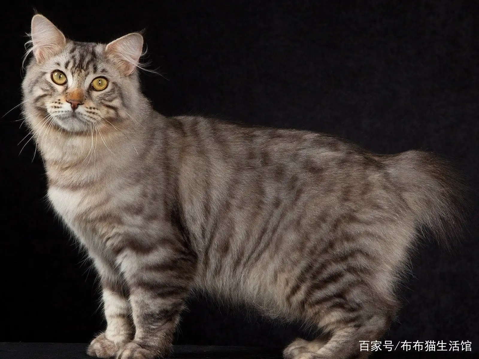 猫猫有哪些品种?(长不大的猫猫有哪些品种)