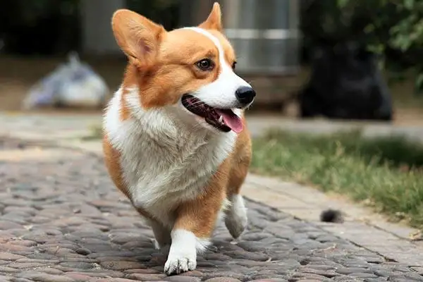 苏格兰牧羊犬售价(苏格兰牧羊犬品种大全)