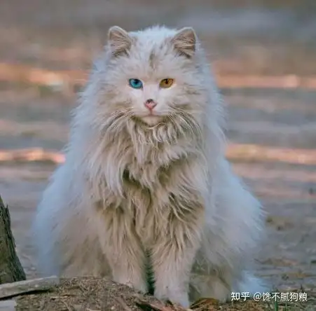 寿命最长的猫(寿命最长的猫科动物)