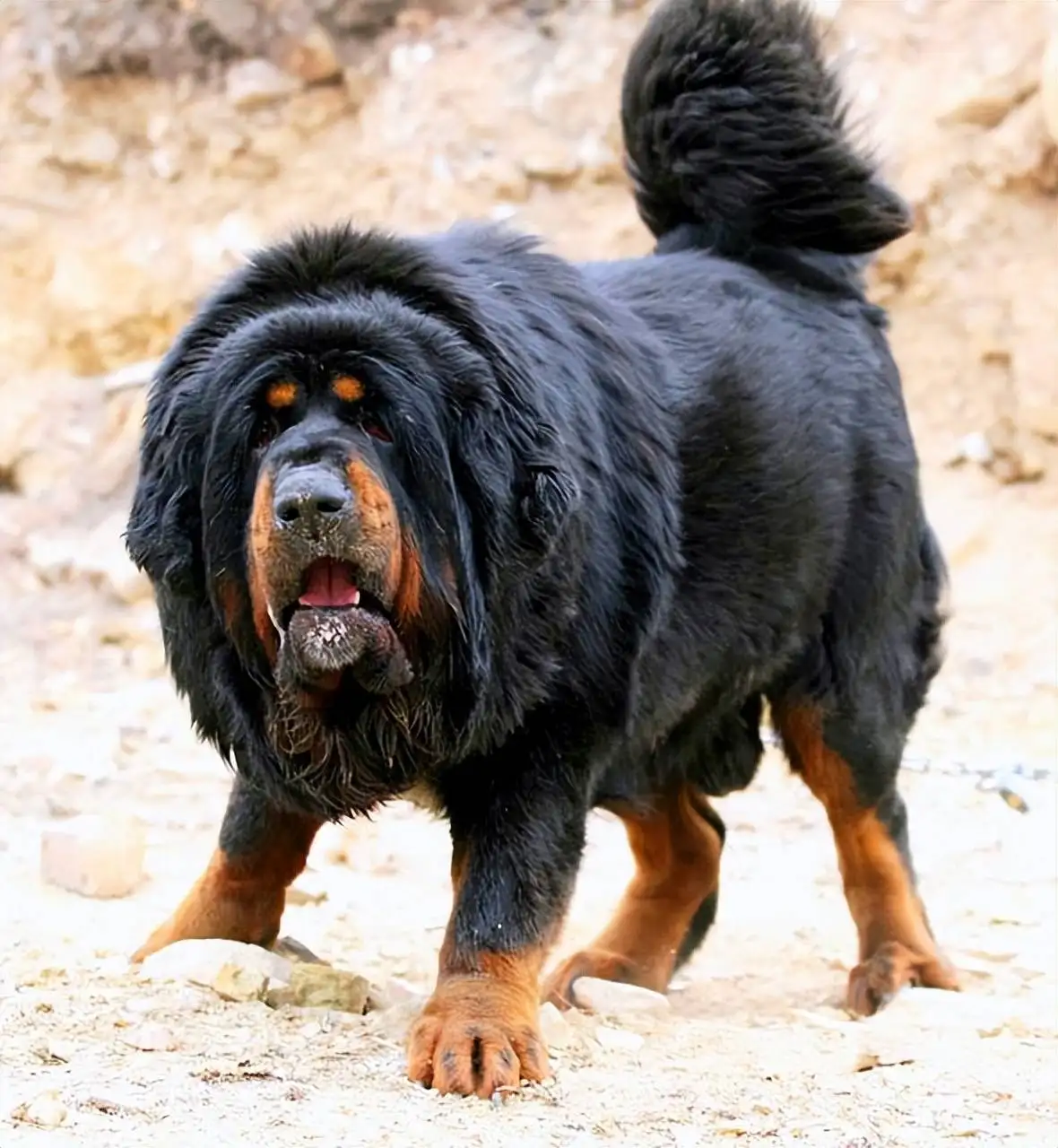 藏獒怎么来的(藏獒是怎么出来的)