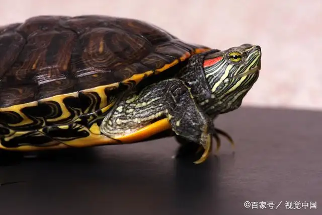 红耳巴西龟吃什么食物(巴西红耳龟吃什么东西最好)