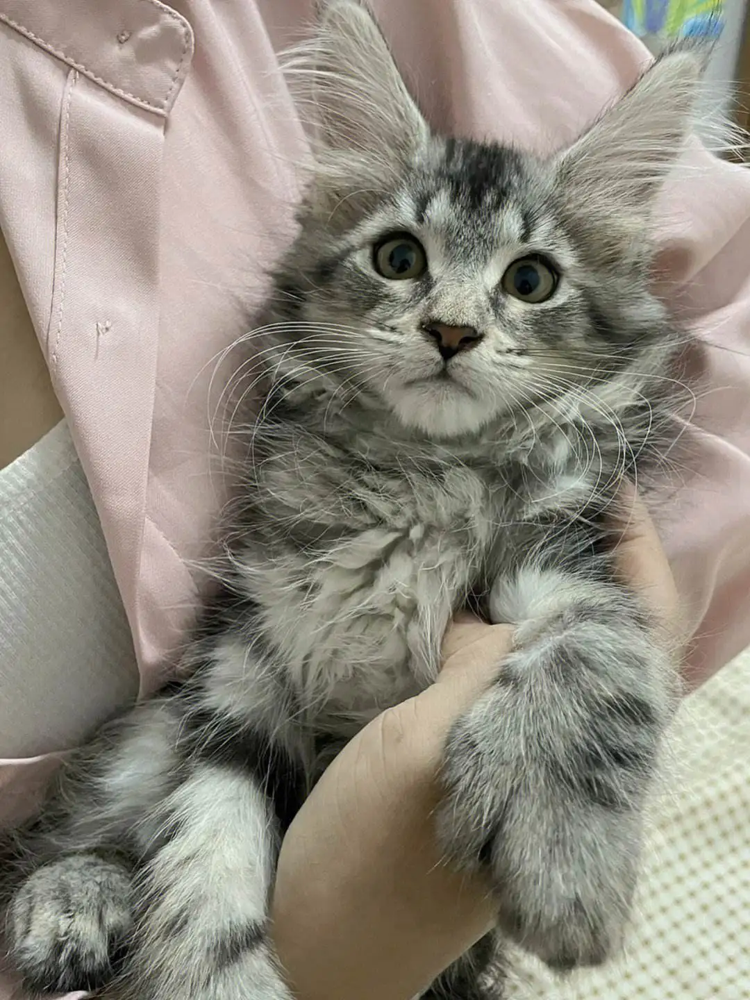 缅因猫的串串(缅因猫的串串图片)