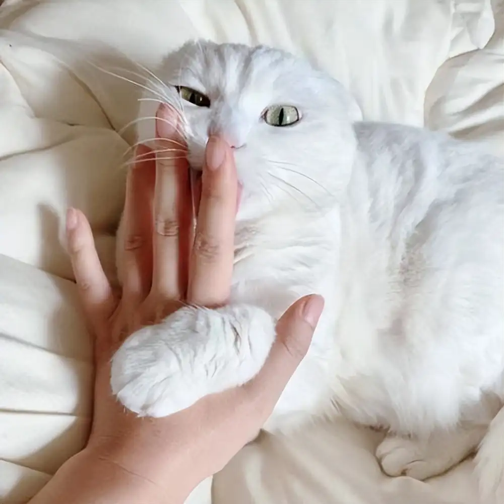 猫咪喜欢闻主人的嘴巴(猫主动爬你身上说明了什么)