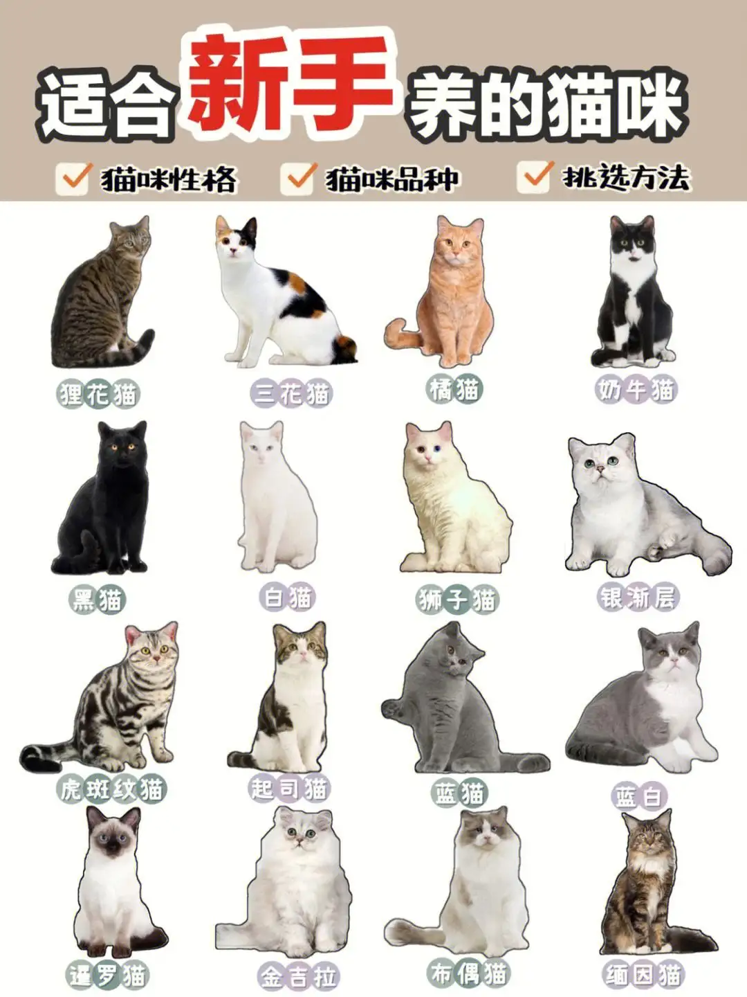 猫的品种如何分别(猫的品种好坏怎么看)