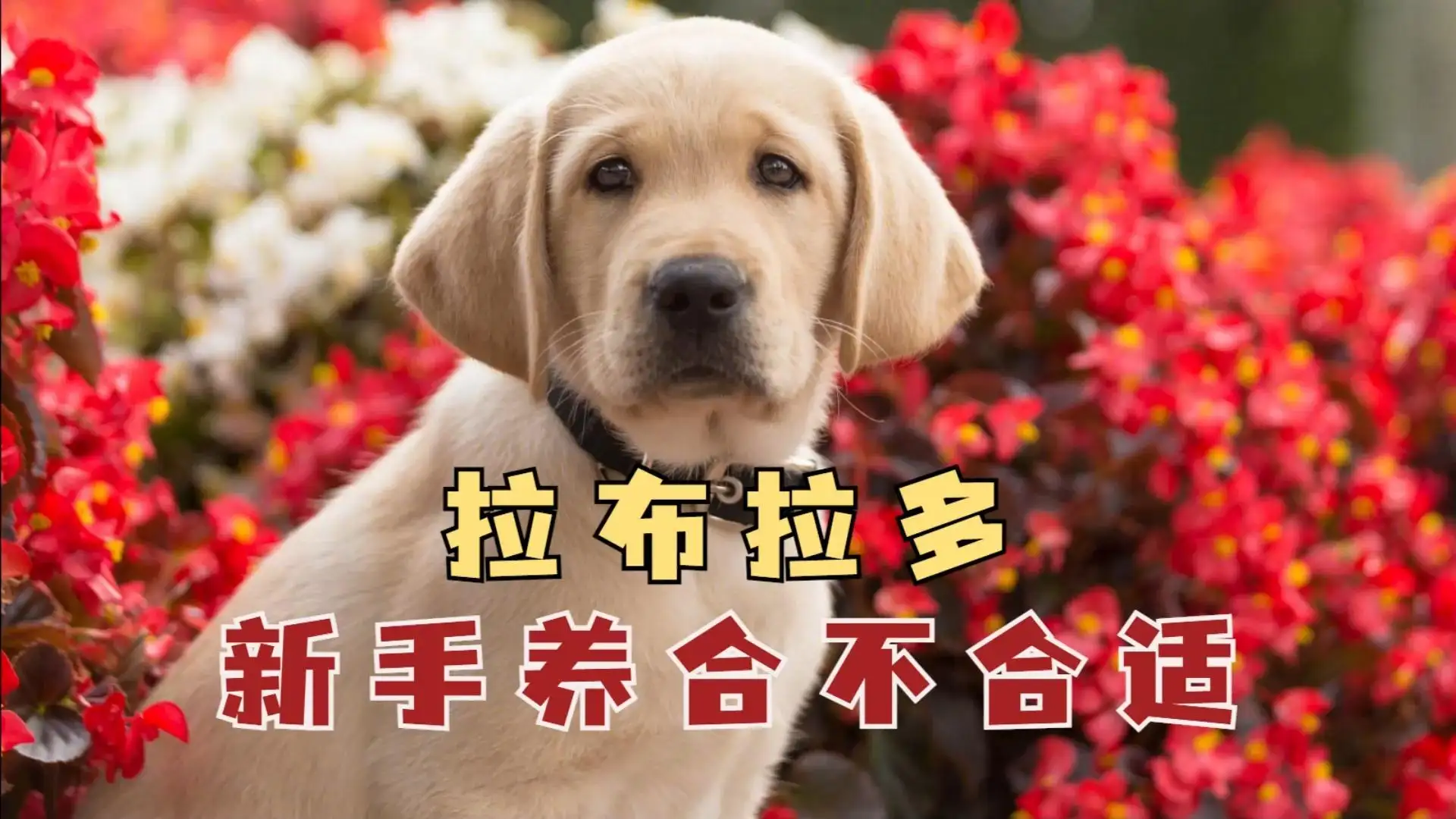 新手养拉布拉多犬怎么养(新手养拉布拉多需要准备什么)