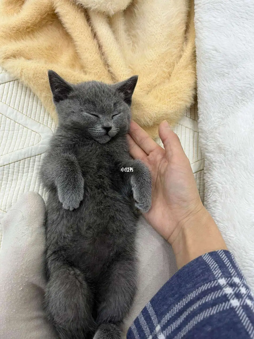 猫传腹是啥?(猫传腹是啥原因)