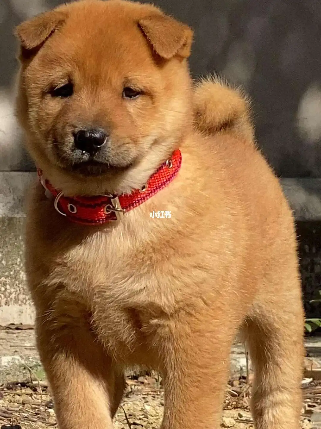 中华田园犬很好吗(中华田园犬很好吗值得养吗)