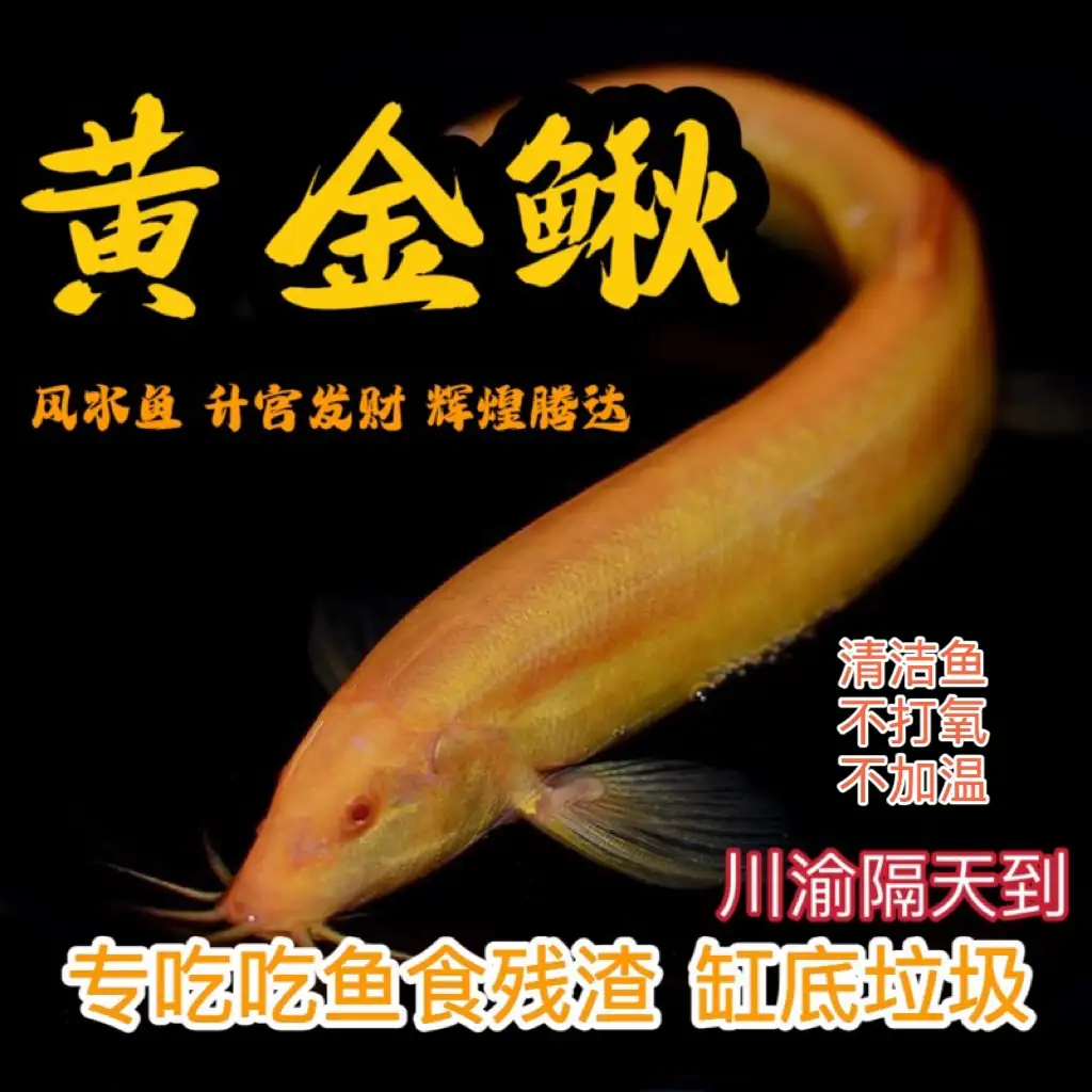 金鱼清道夫吃什么食物(清道夫会吃金鱼的粪便吗)