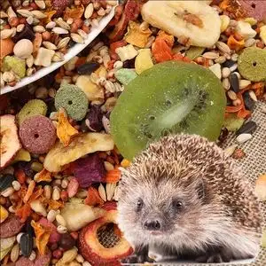小刺猬喜欢吃什么食物(小刺猬喜欢吃什么食物的照片)