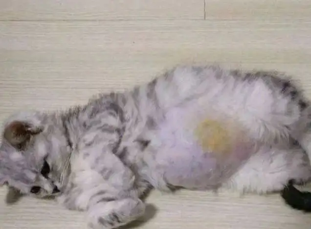 猫咪传腹入神经的症状(猫传腹入神经多久能恢复)