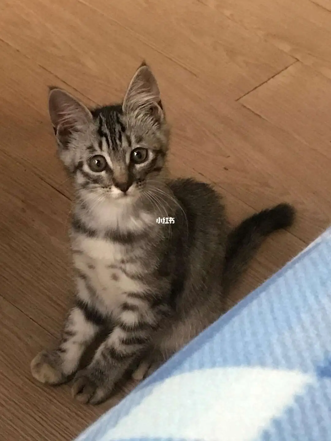 缅因猫的串串(缅因猫的串串图片)