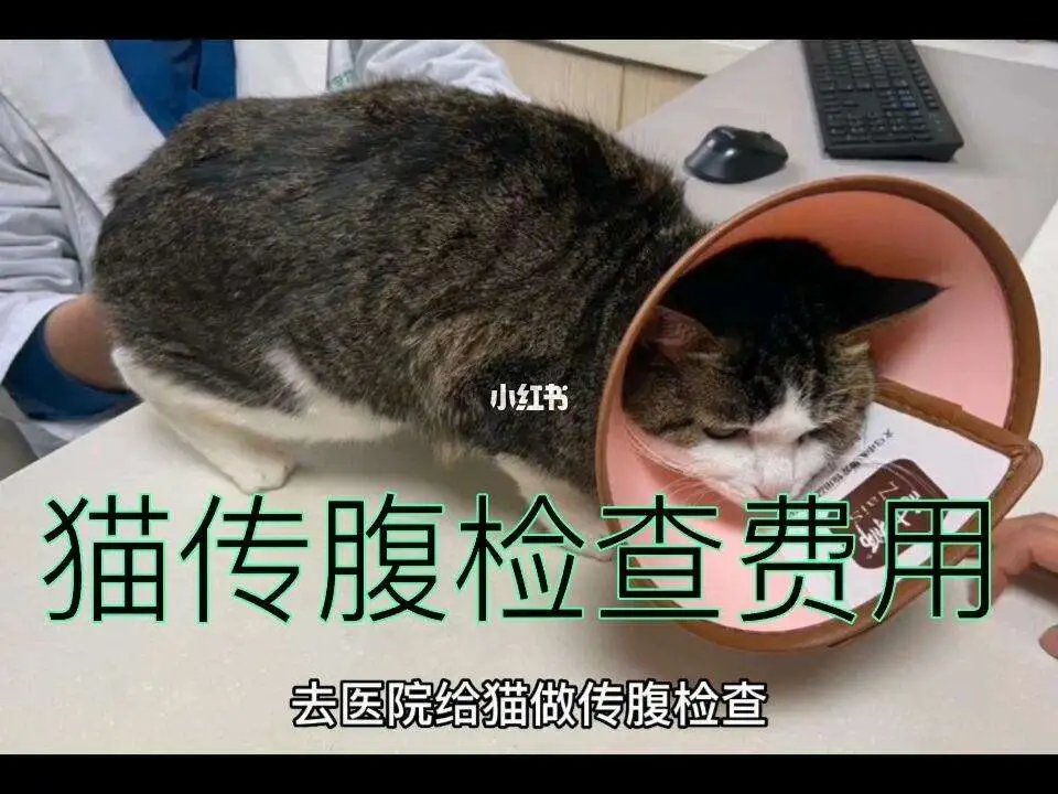 确定猫传腹都做什么检查(确诊猫传腹需要做什么检测)