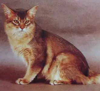 土耳其安哥拉猫性格(土耳其安哥拉猫性格特点)